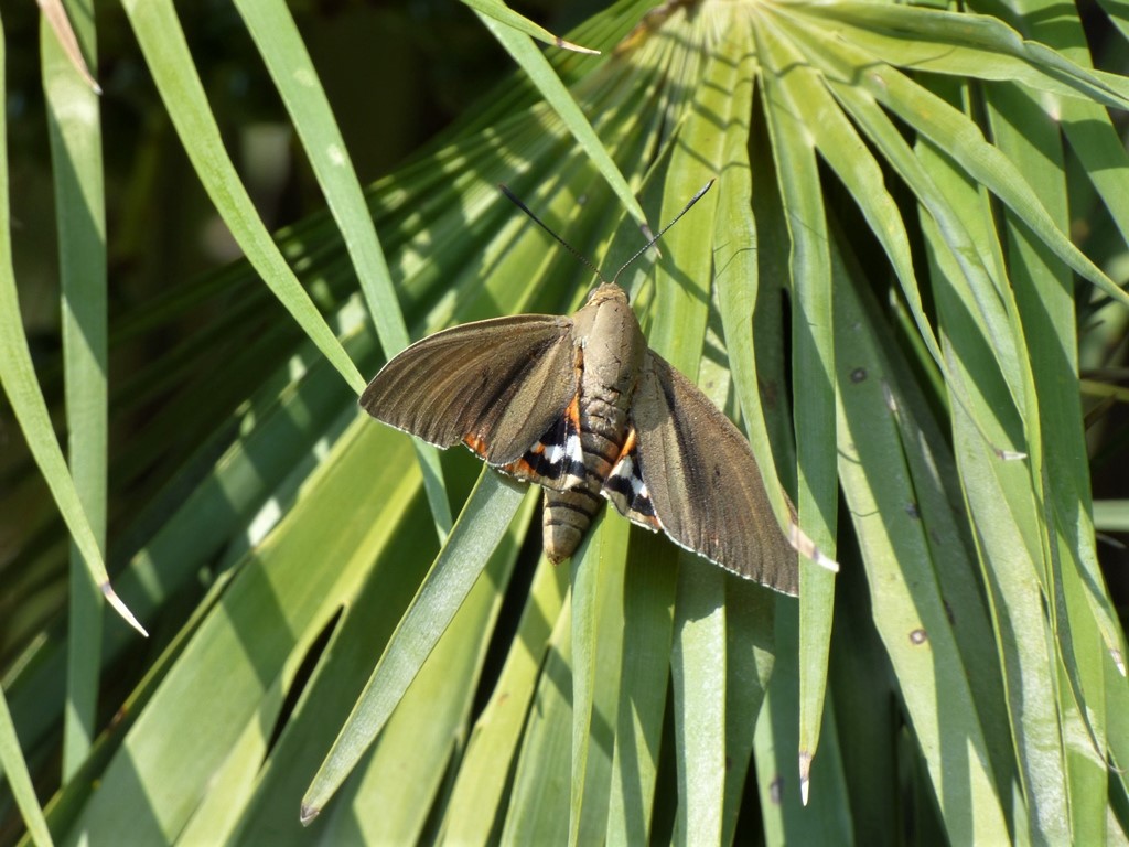 Falena grossa: : Paysandisia archon (Castniidae)